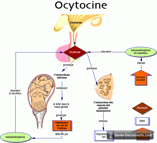 L’ocytocine faciliterait la communication chez les autistes